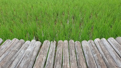 稻田