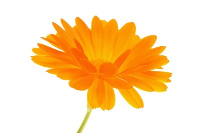 橙黄色雏菊花