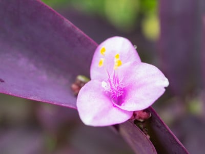 紫心勋章的花