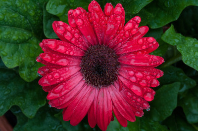 红雏菊大雨滴