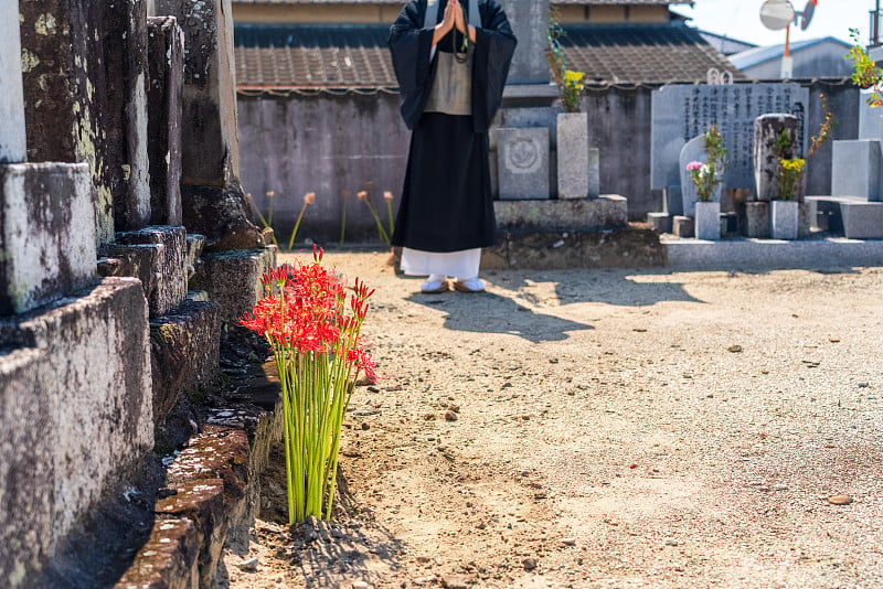 一个僧侣在一丛孤挺花前祈祷