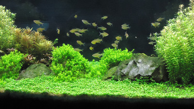 淡水水族馆景观
