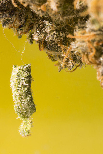 基夫一直让我很郁闷