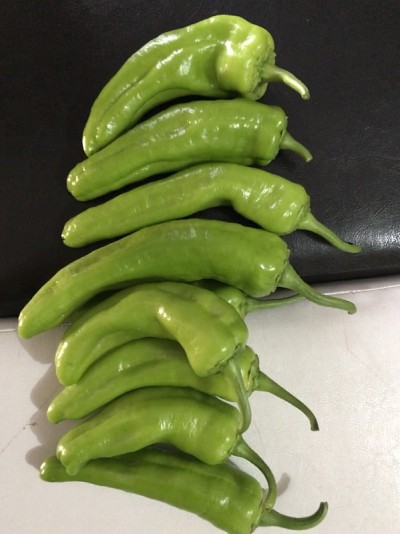 青椒