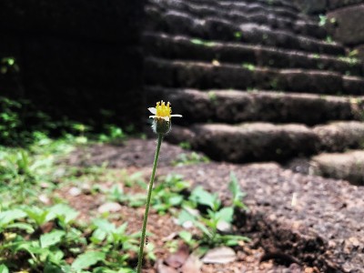 小的花