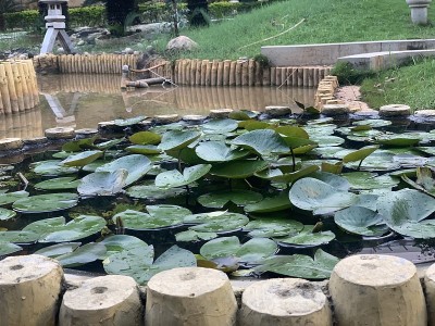 Lotus睡莲