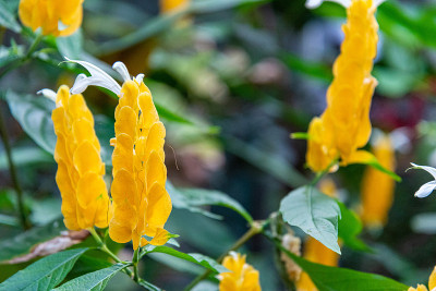 美丽的花在Domain Wintergardens在奥克兰