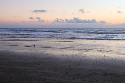 海鸥在日出