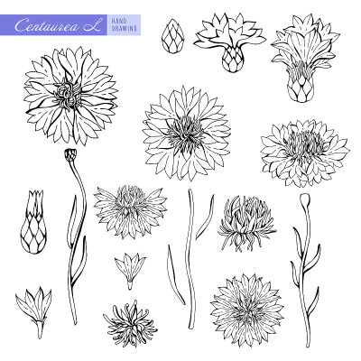 Cornflower in black and white contour. Vector Bota