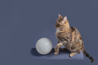 国内虎斑猫