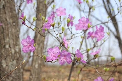 罗多登龙·道里库姆