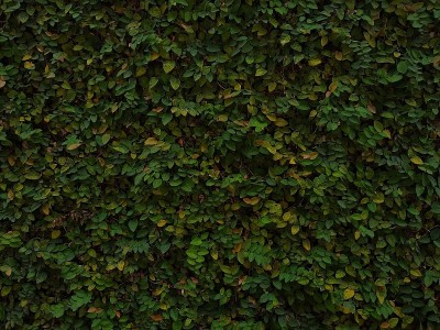 匍匐无花果植物