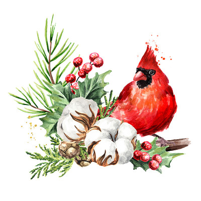 红鸟与冬季花束，手绘水彩插图，孤立在白色背景