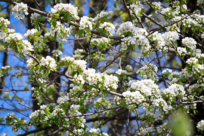 白花之树