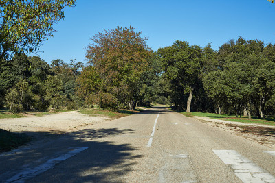 森林中的公路