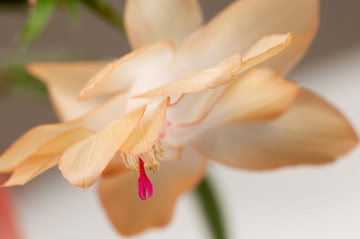 圣诞仙人掌花