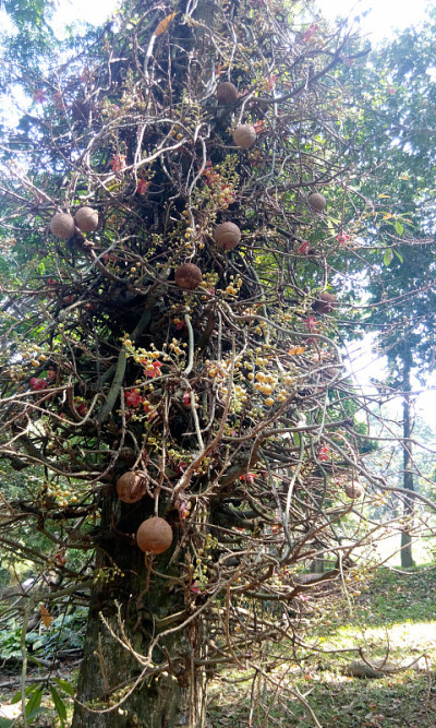 炮弹树