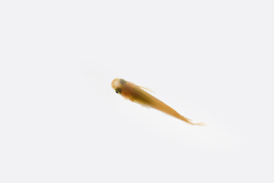 青鳉,oryzias latipes