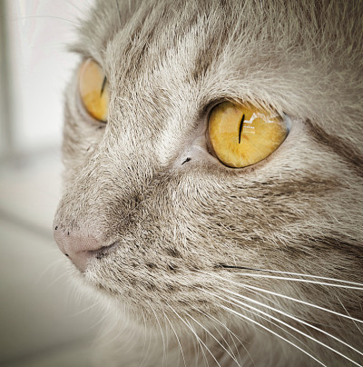 猫的特写镜头