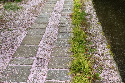 日本京都——樱花大风雪
