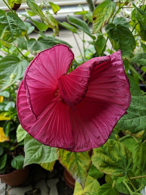 富希亚芙蓉