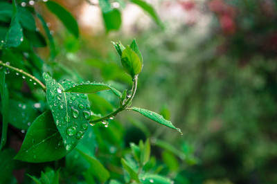 特写雨滴在茎和叶子上