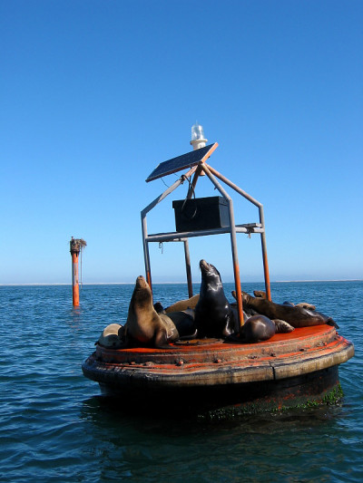 海狮日光浴