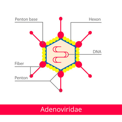 Adenoviridae。分类的病毒。