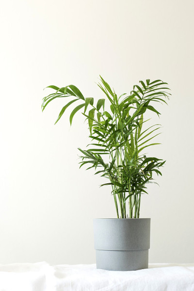 花盆里的温室植物hamedorea。室内的趋势家居植物，斯堪的纳维亚风格。副本的空间。
