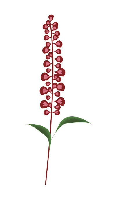 猩红色鼠尾草花或一串红花