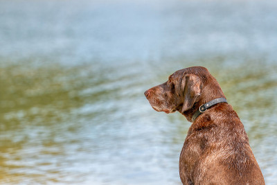 夏日里，一只德国短毛猎犬坐在湖边的沙滩上。他凝视着水面上的远方