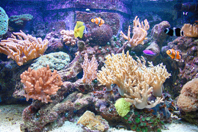水族馆的背景