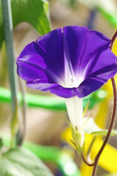 花园里的牵牛花