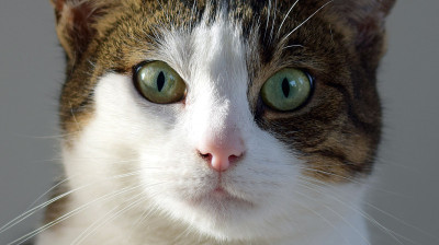 一只猫的特写镜头直视着相机