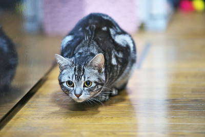 猫