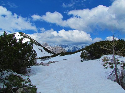 雪和爬松覆盖了高山景观