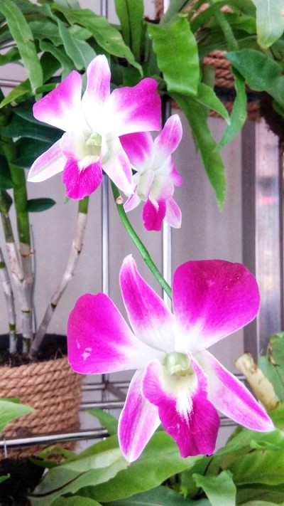 近距离渐变树突兰花花