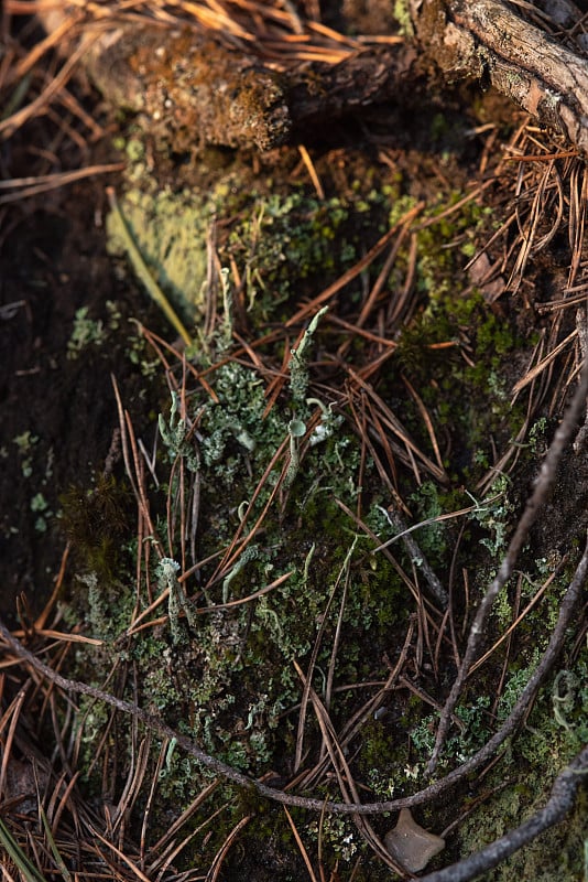 Macrophotography. Moss and lichen.