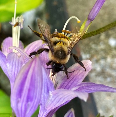 蜜蜂