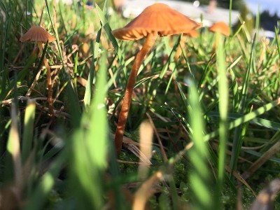 小草上冒出了小蘑菇