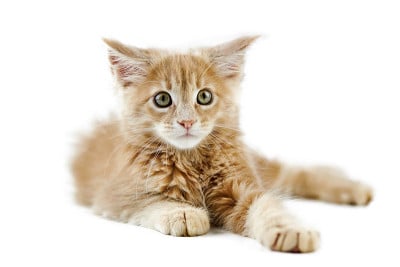 缅因猫，孤独