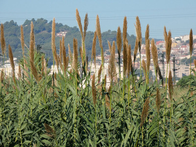 Llobregat河