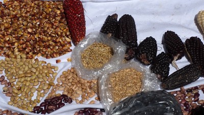 一小撮一袋袋的干豆子和玉米穗