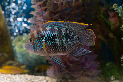 装饰性的鱼在水族馆里游泳