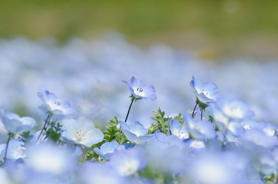 尼莫菲拉
