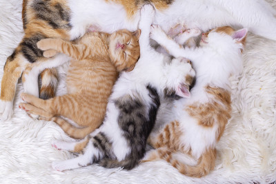 宠物动物;可爱的小猫，小猫宝宝和小猫妈妈
