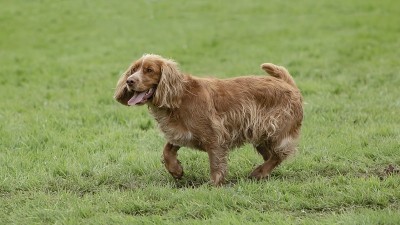 可卡犬。