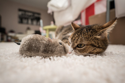 懒猫和老鼠一起睡觉