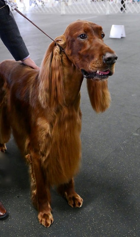 爱尔兰长毛猎犬狗