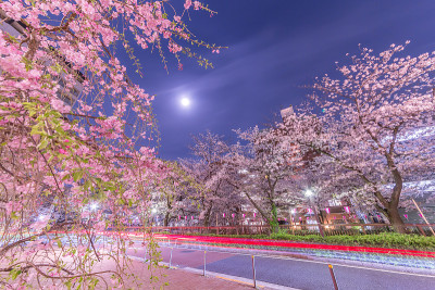 城市夜晚樱花盛开